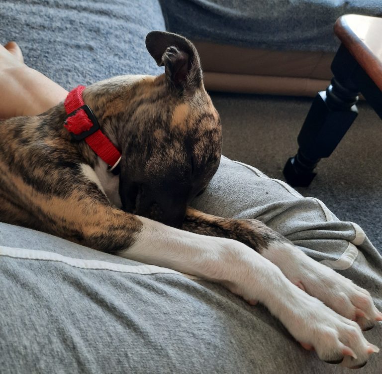 WhippetKletten » Von Gabriele